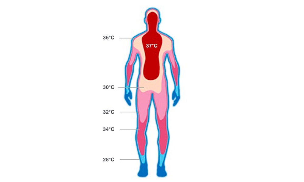 Области тела человека температура. Распределение температуры тела человека. Температура тела человке. Температура органов человека. Температурная карта человека.